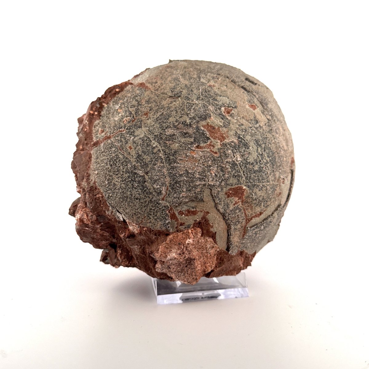 Hadrosaur Dinosaur Egg fossil (4.75") – Cretaceous, China - FossilsAndMore