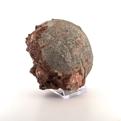 Hadrosaur Dinosaur Egg fossil (4.75") – Cretaceous, China - FossilsAndMore