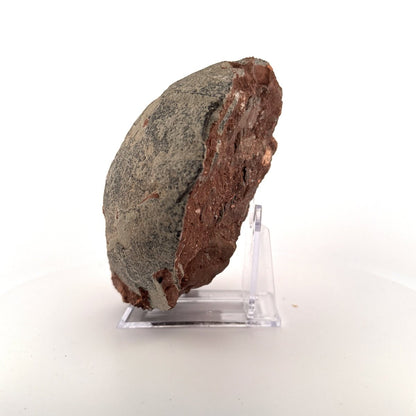 Hadrosaur Dinosaur Egg fossil (4.75") – Cretaceous, China - FossilsAndMore