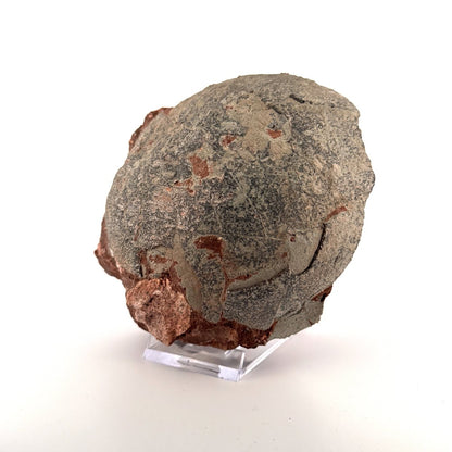 Hadrosaur Dinosaur Egg fossil (4.75") – Cretaceous, China - FossilsAndMore