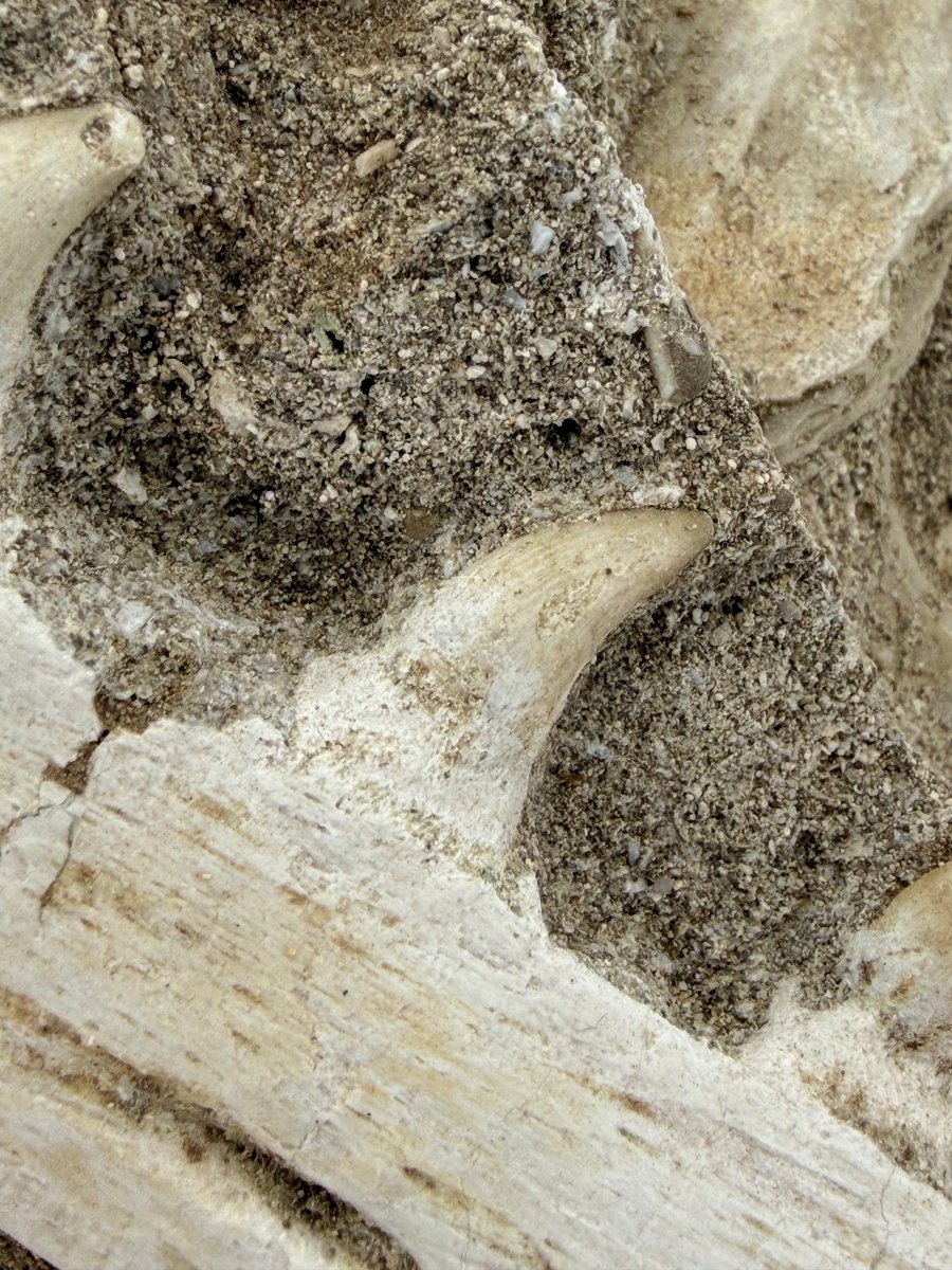 Halisaurus Arambourgi Jaw Fragment with 5 Teeth on Matrix – Morocco - FossilsAndMore