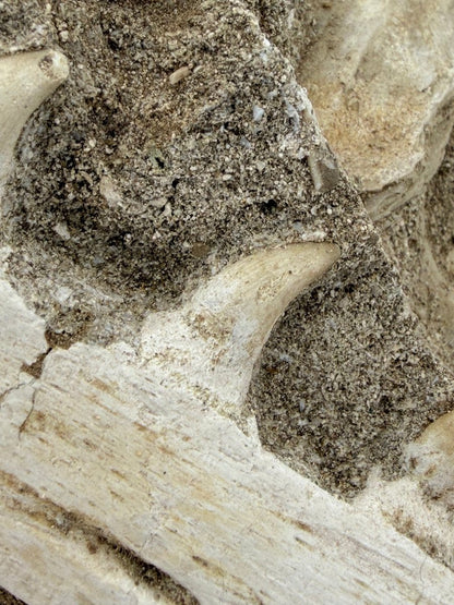 Halisaurus Arambourgi Jaw Fragment with 5 Teeth on Matrix – Morocco - FossilsAndMore