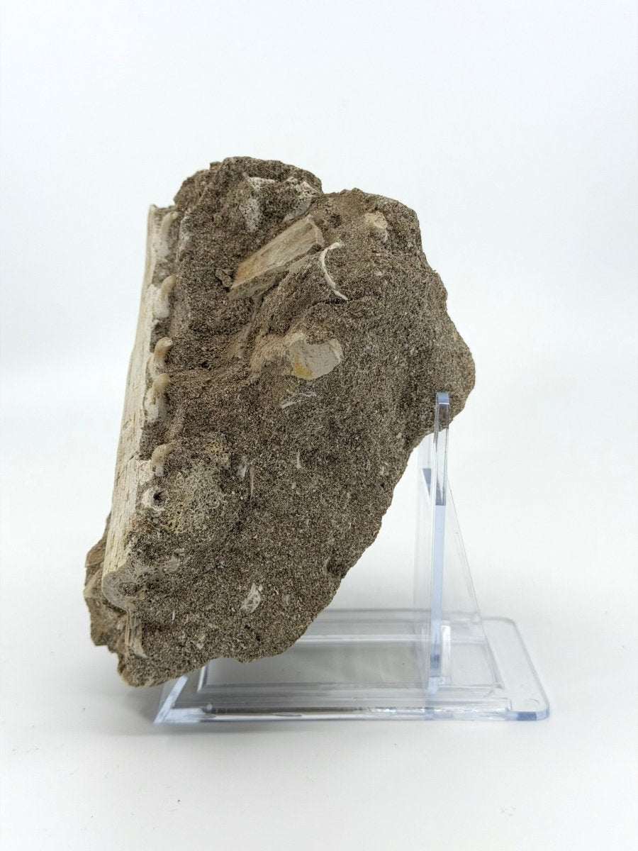 Halisaurus Arambourgi Jaw Fragment with 5 Teeth on Matrix – Morocco - FossilsAndMore