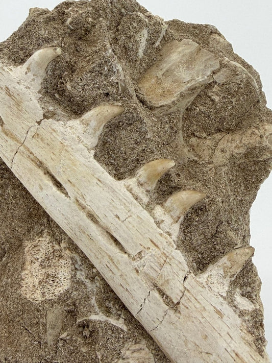 Halisaurus Arambourgi Jaw Fragment with 5 Teeth on Matrix – Morocco - FossilsAndMore
