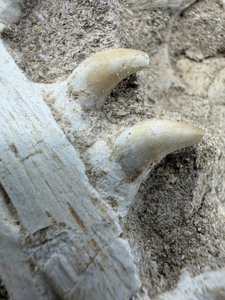 Halisaurus Arambourgi Jaw Fragment with 5 Teeth on Matrix – Morocco - FossilsAndMore