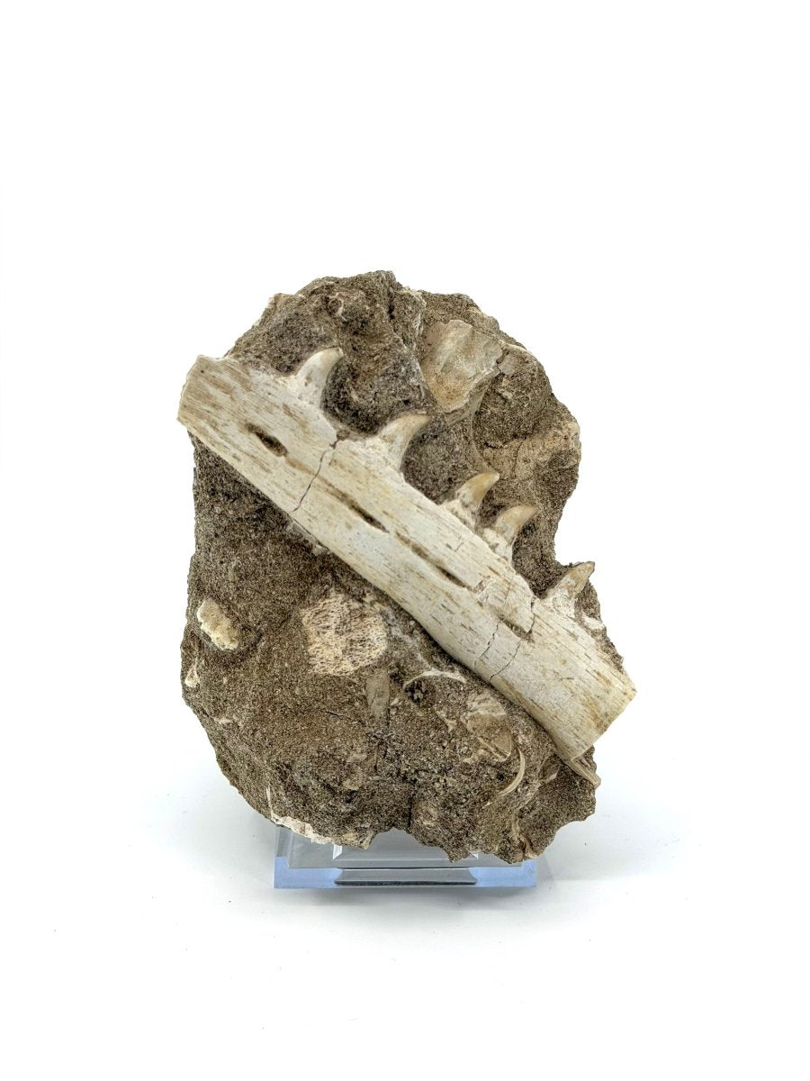 Halisaurus Arambourgi Jaw Fragment with 5 Teeth on Matrix – Morocco - FossilsAndMore
