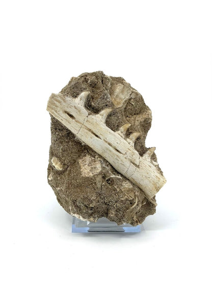 Halisaurus Arambourgi Jaw Fragment with 5 Teeth on Matrix – Morocco - FossilsAndMore