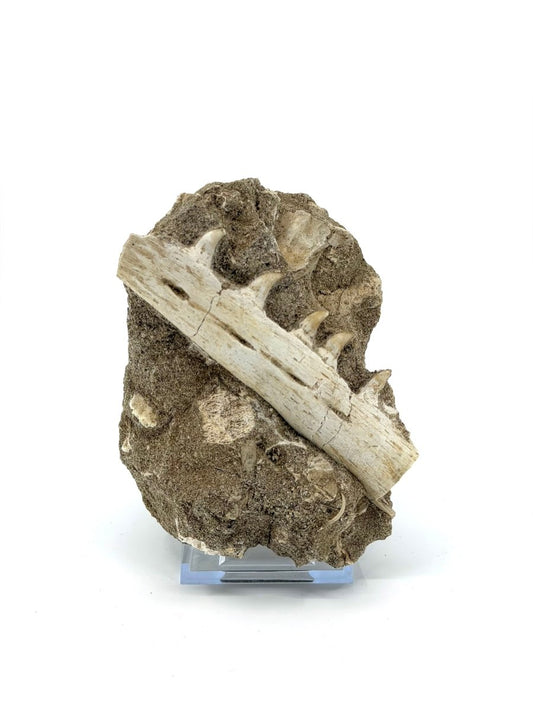 Halisaurus Arambourgi Jaw Fragment with 5 Teeth on Matrix – Morocco - FossilsAndMore