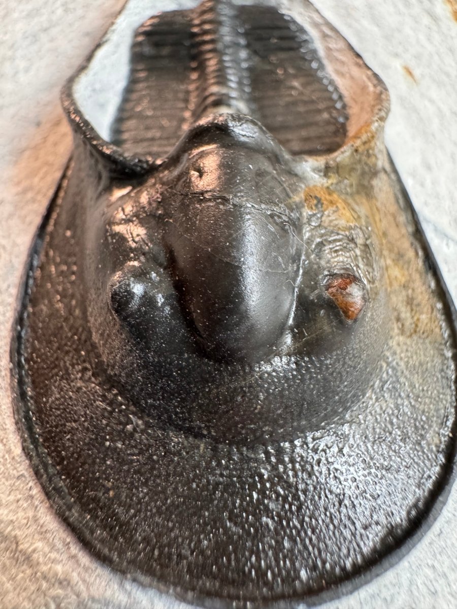Harpes Trilobite fossil on matrix (2.05") - Devonian, Morocco - FossilsAndMore