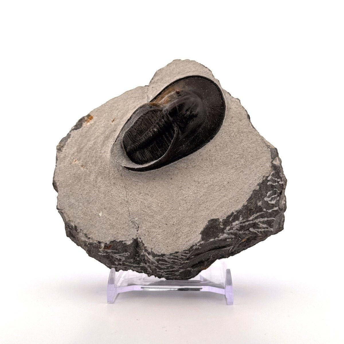 Harpes Trilobite fossil on matrix (2.05") - Devonian, Morocco - FossilsAndMore