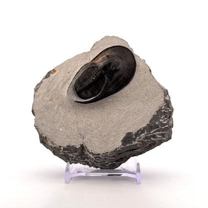 Harpes Trilobite fossil on matrix (2.05") - Devonian, Morocco - FossilsAndMore