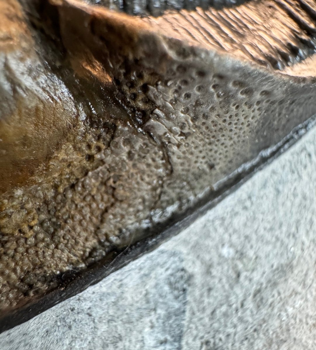 Harpes Trilobite fossil on matrix (2.05") - Devonian, Morocco - FossilsAndMore