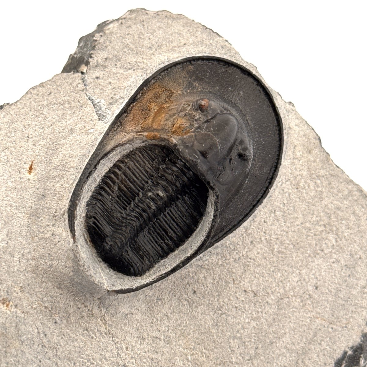 Harpes Trilobite fossil on matrix (2.05") - Devonian, Morocco - FossilsAndMore