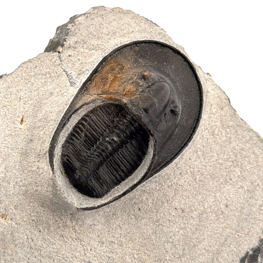 Harpes Trilobite fossil on matrix (2.05") - Devonian, Morocco - FossilsAndMore