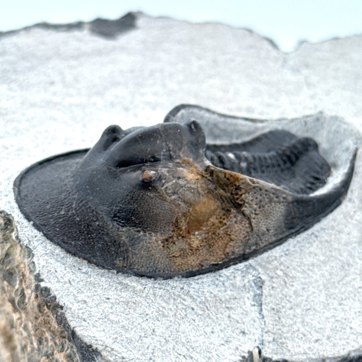 Harpes Trilobite fossil on matrix (2.05") - Devonian, Morocco - FossilsAndMore
