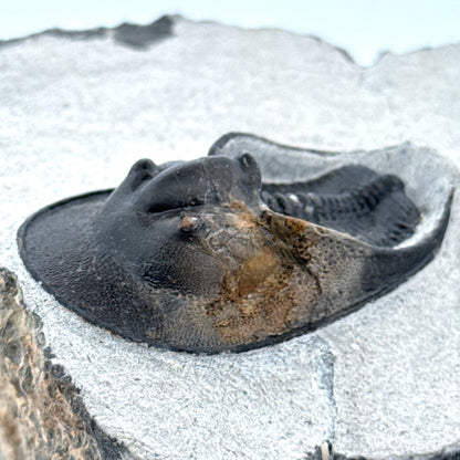 Harpes Trilobite fossil on matrix (2.05") - Devonian, Morocco - FossilsAndMore
