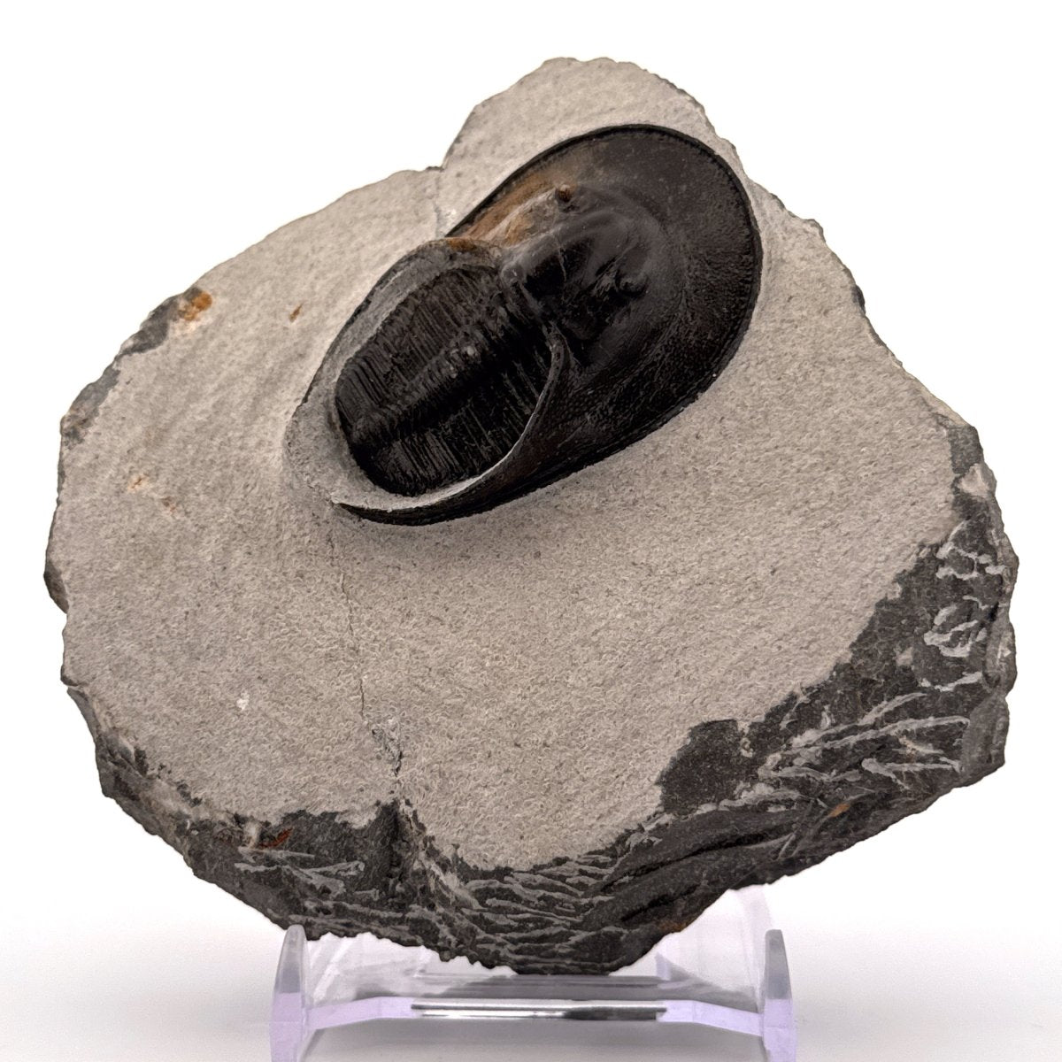 Harpes Trilobite fossil on matrix (2.05") - Devonian, Morocco - FossilsAndMore