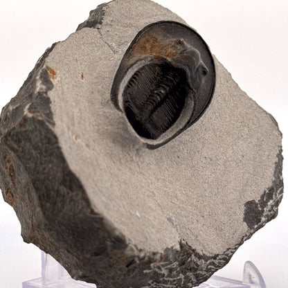 Harpes Trilobite fossil on matrix (2.05") - Devonian, Morocco - FossilsAndMore