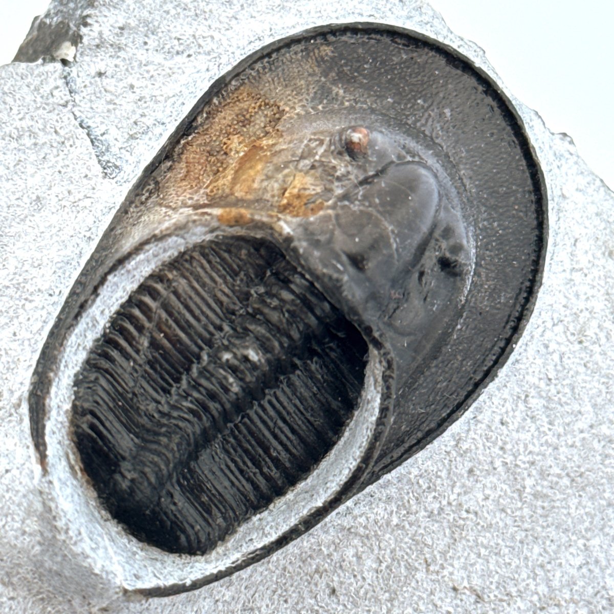 Harpes Trilobite fossil on matrix (2.05") - Devonian, Morocco - FossilsAndMore