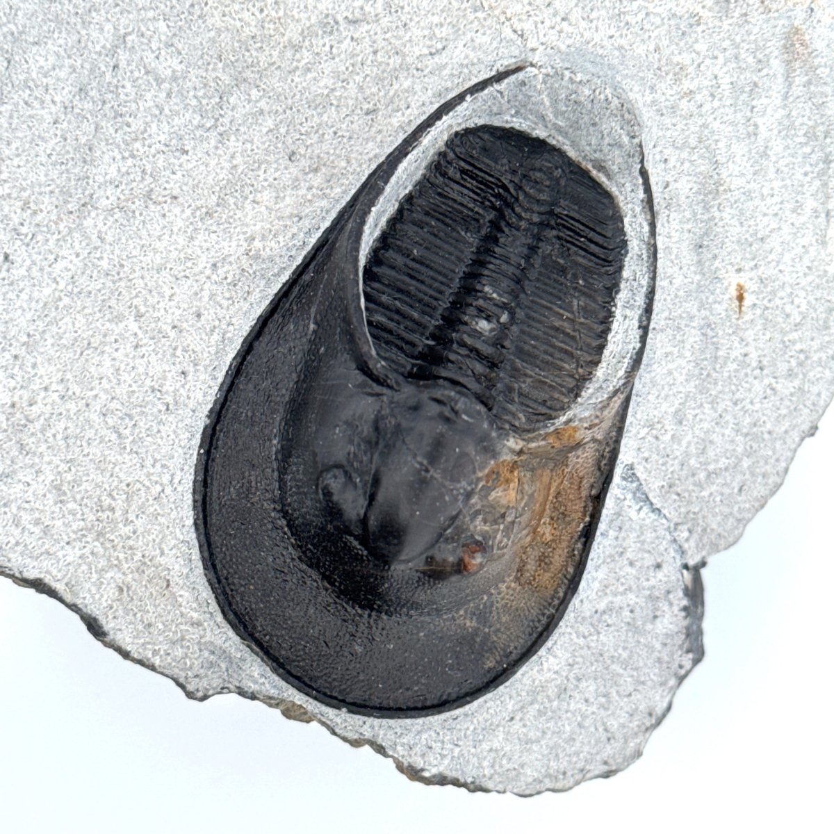 Harpes Trilobite fossil on matrix (2.05") - Devonian, Morocco - FossilsAndMore