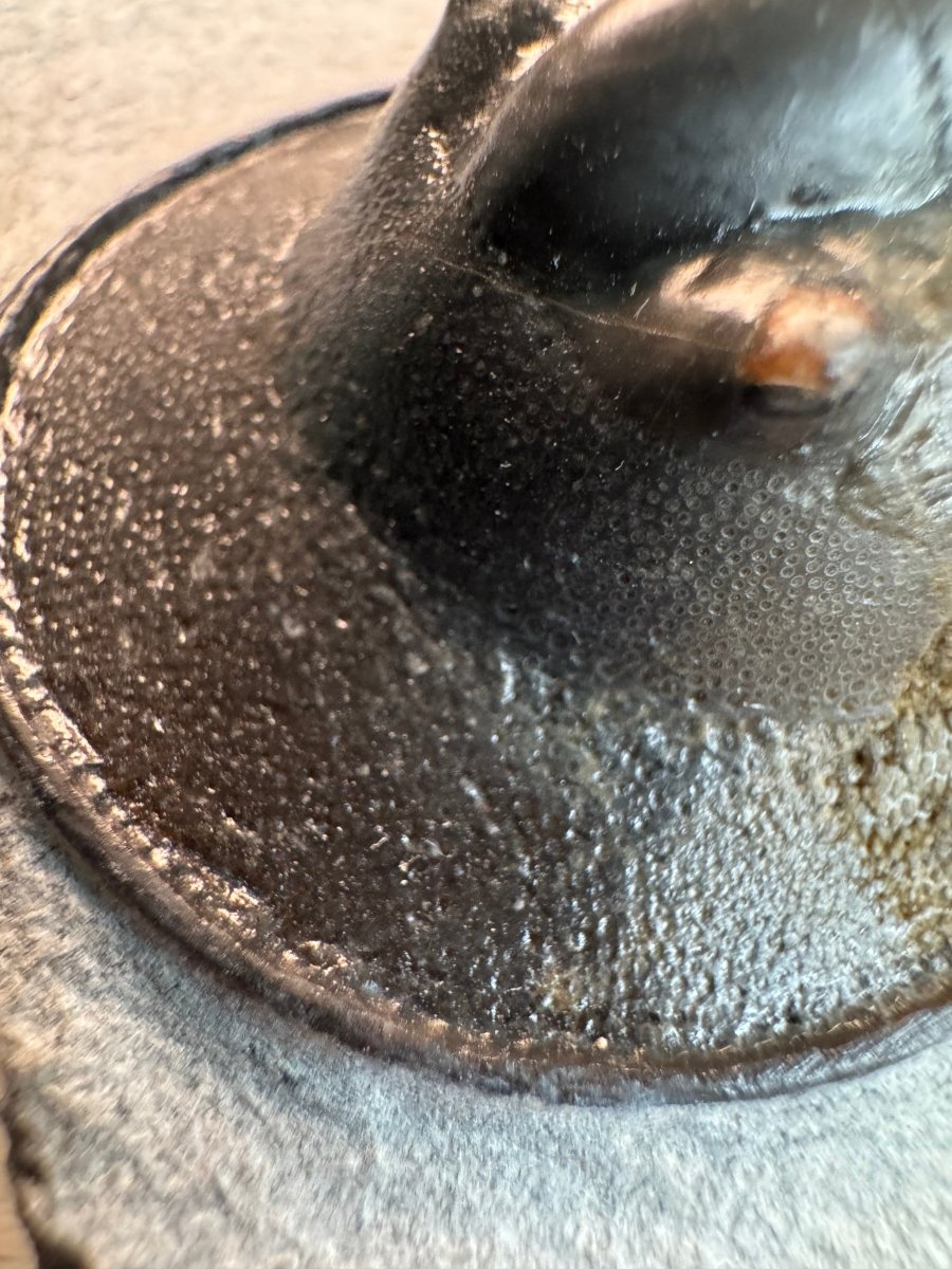 Harpes Trilobite fossil on matrix (2.05") - Devonian, Morocco - FossilsAndMore