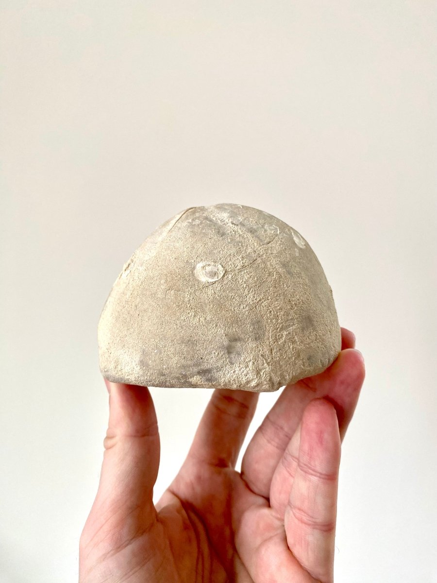 Hemipneustes striatoradiatus, fossil sea urchin. - FossilsAndMore