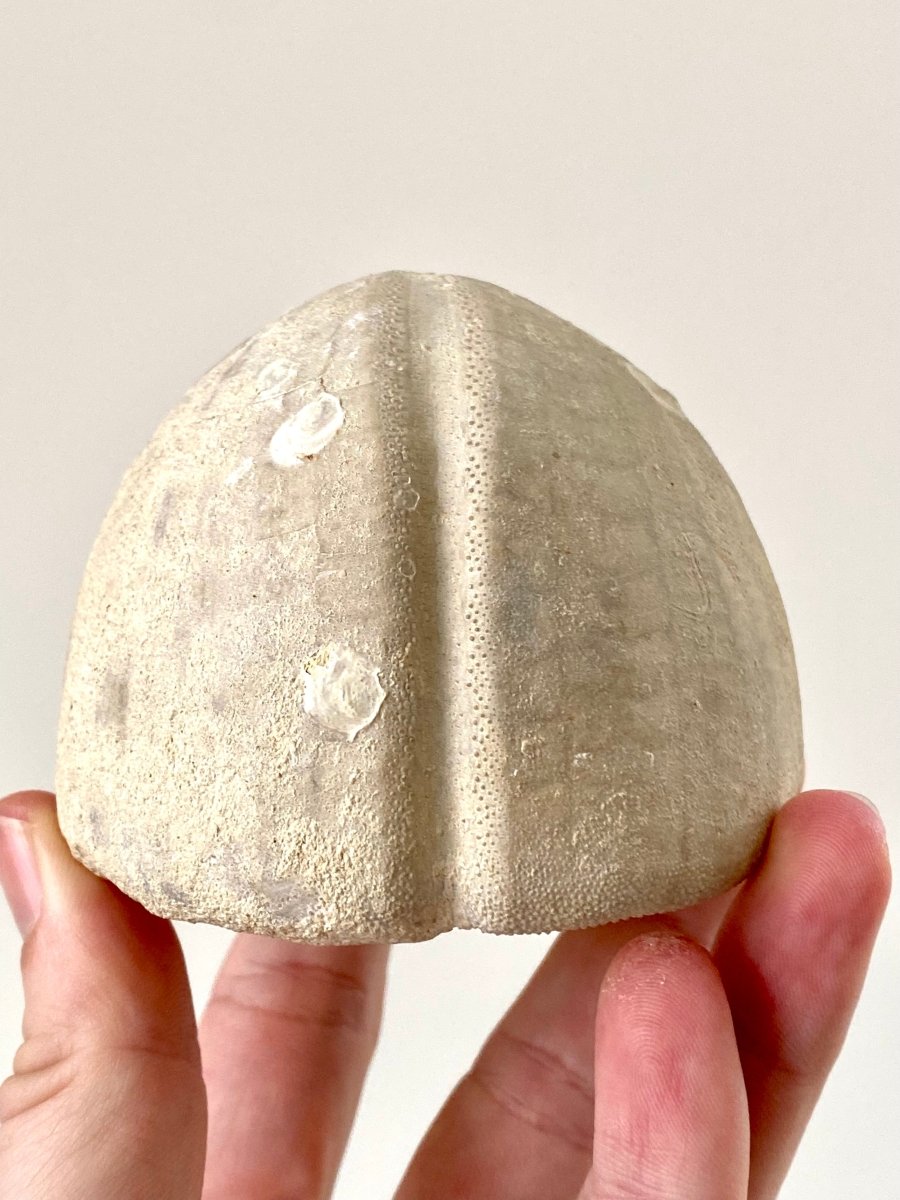 Hemipneustes striatoradiatus, fossil sea urchin. - FossilsAndMore