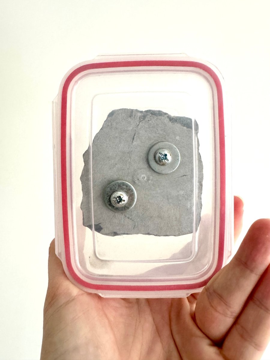 Hollardops Mesocristata Trilobite Fossil (2.65") – Devonian Period, Morocco - FossilsAndMore