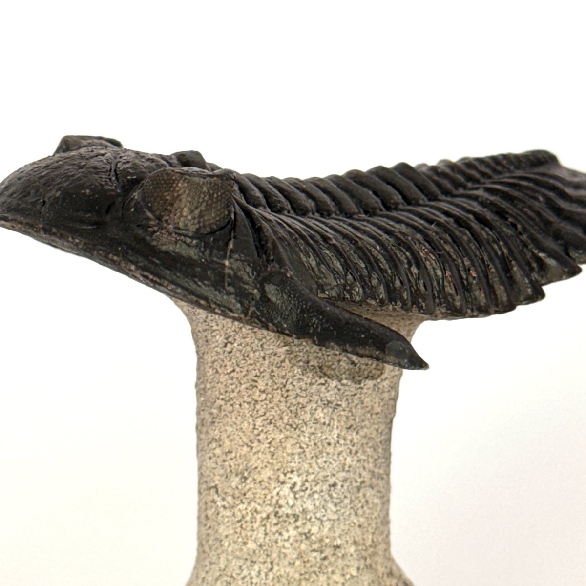 Hollardops Mesocristata Trilobite Fossil (2.65") – Devonian Period, Morocco - FossilsAndMore