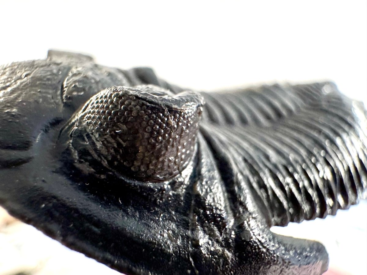 Hollardops Mesocristata Trilobite Fossil (2.65") – Devonian Period, Morocco - FossilsAndMore