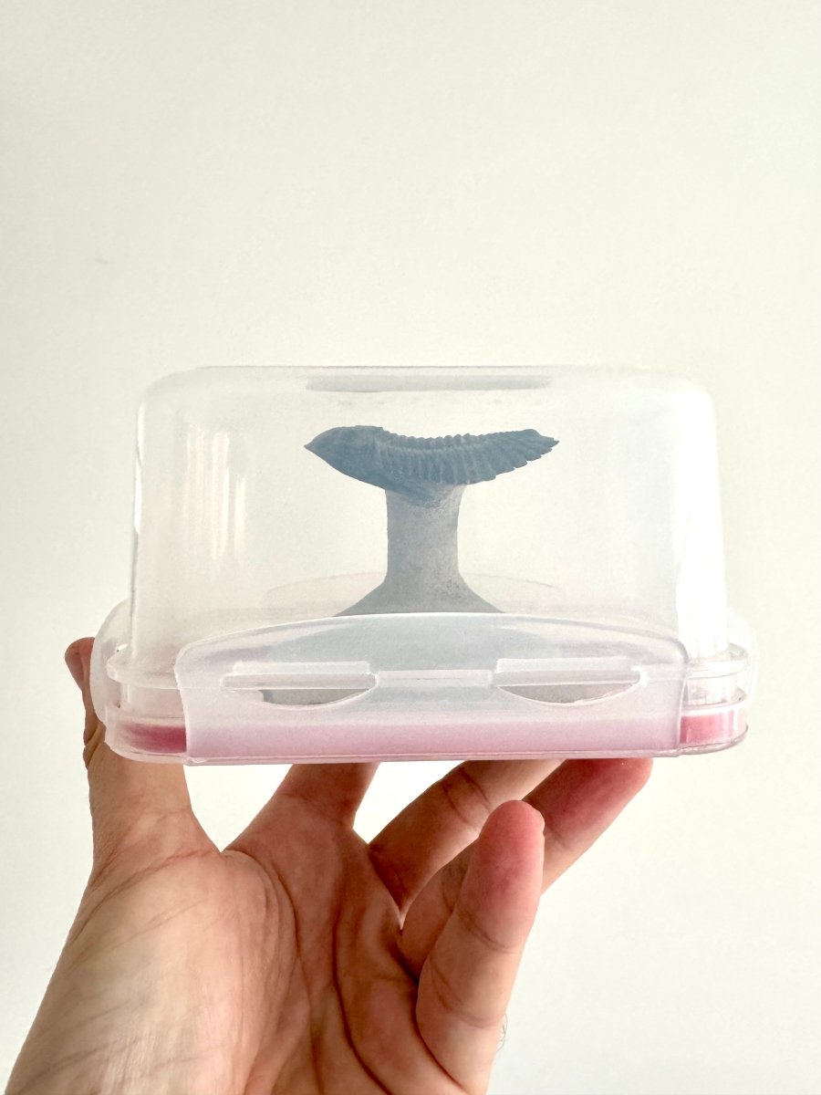 Hollardops Mesocristata Trilobite Fossil (2.65") – Devonian Period, Morocco - FossilsAndMore