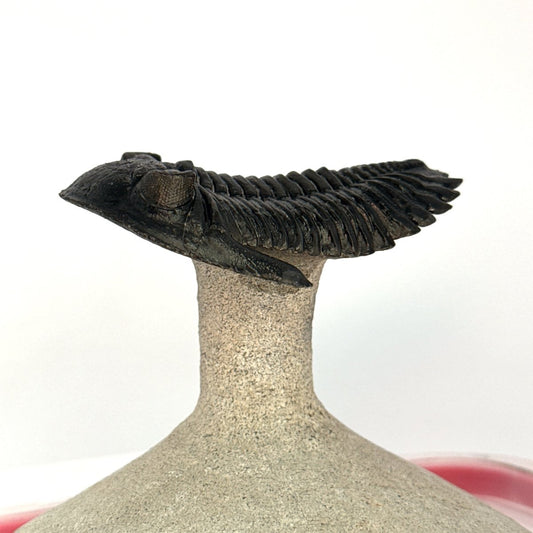 Hollardops Mesocristata Trilobite Fossil (2.65") – Devonian Period, Morocco - FossilsAndMore