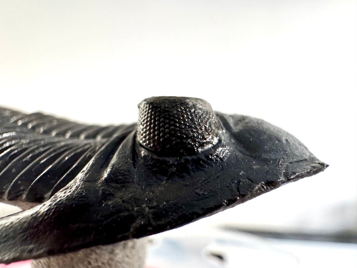 Hollardops Mesocristata Trilobite Fossil (2.65") – Devonian Period, Morocco - FossilsAndMore