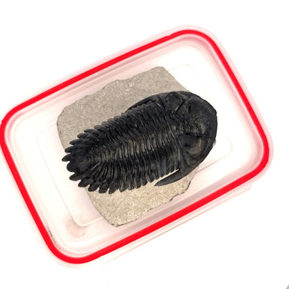 Hollardops Mesocristata Trilobite Fossil (2.65") – Devonian Period, Morocco - FossilsAndMore