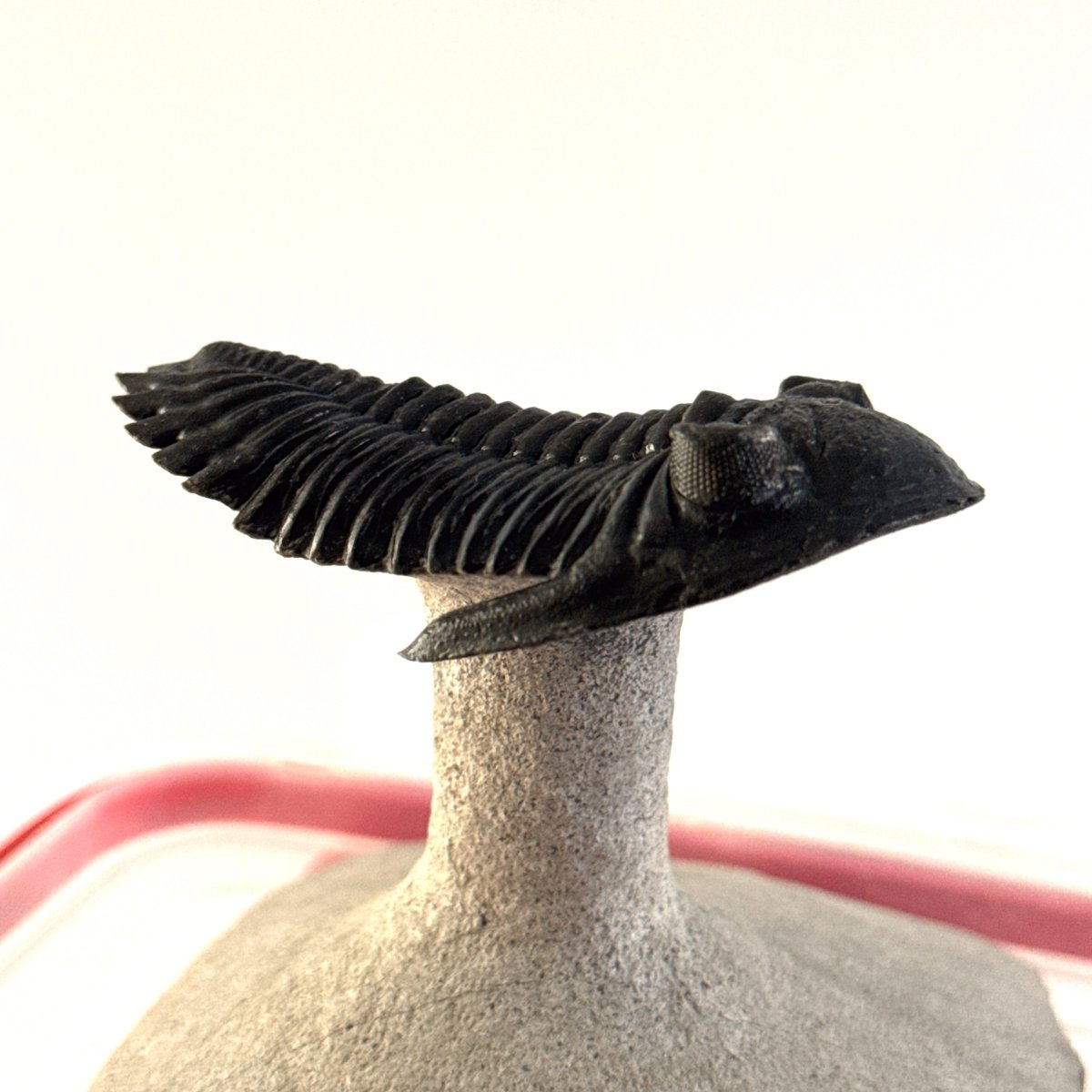 Hollardops Mesocristata Trilobite Fossil (2.65") – Devonian Period, Morocco - FossilsAndMore