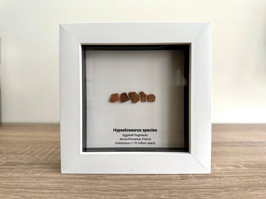 Hypselosaurus priscus eggshell fragments (5 pieces) from France in Decorative Deep Box Frame - FossilsAndMore