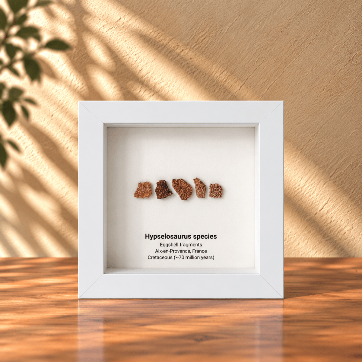 Hypselosaurus priscus eggshell fragments (5 pieces) from France in Decorative Deep Box Frame - FossilsAndMore