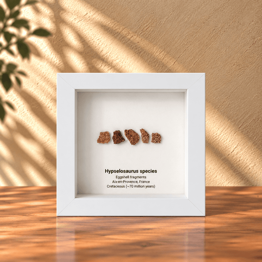 Hypselosaurus priscus eggshell fragments (5 pieces) from France in Decorative Deep Box Frame - FossilsAndMore