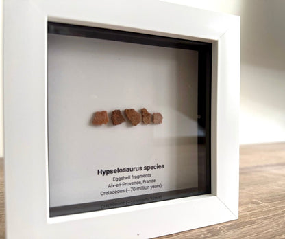 Hypselosaurus priscus eggshell fragments (5 pieces) from France in Decorative Deep Box Frame - FossilsAndMore