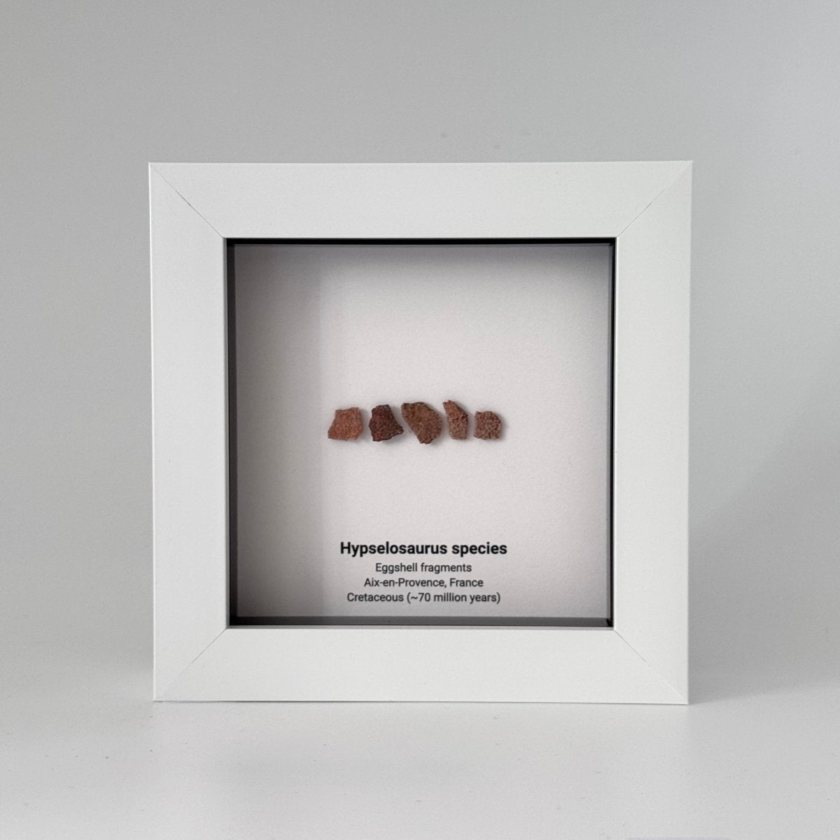 Hypselosaurus priscus eggshell fragments (5 pieces) from France in Decorative Deep Box Frame - FossilsAndMore
