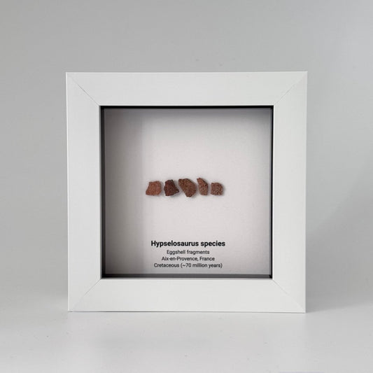 Hypselosaurus priscus eggshell fragments (5 pieces) from France in Decorative Deep Box Frame - FossilsAndMore
