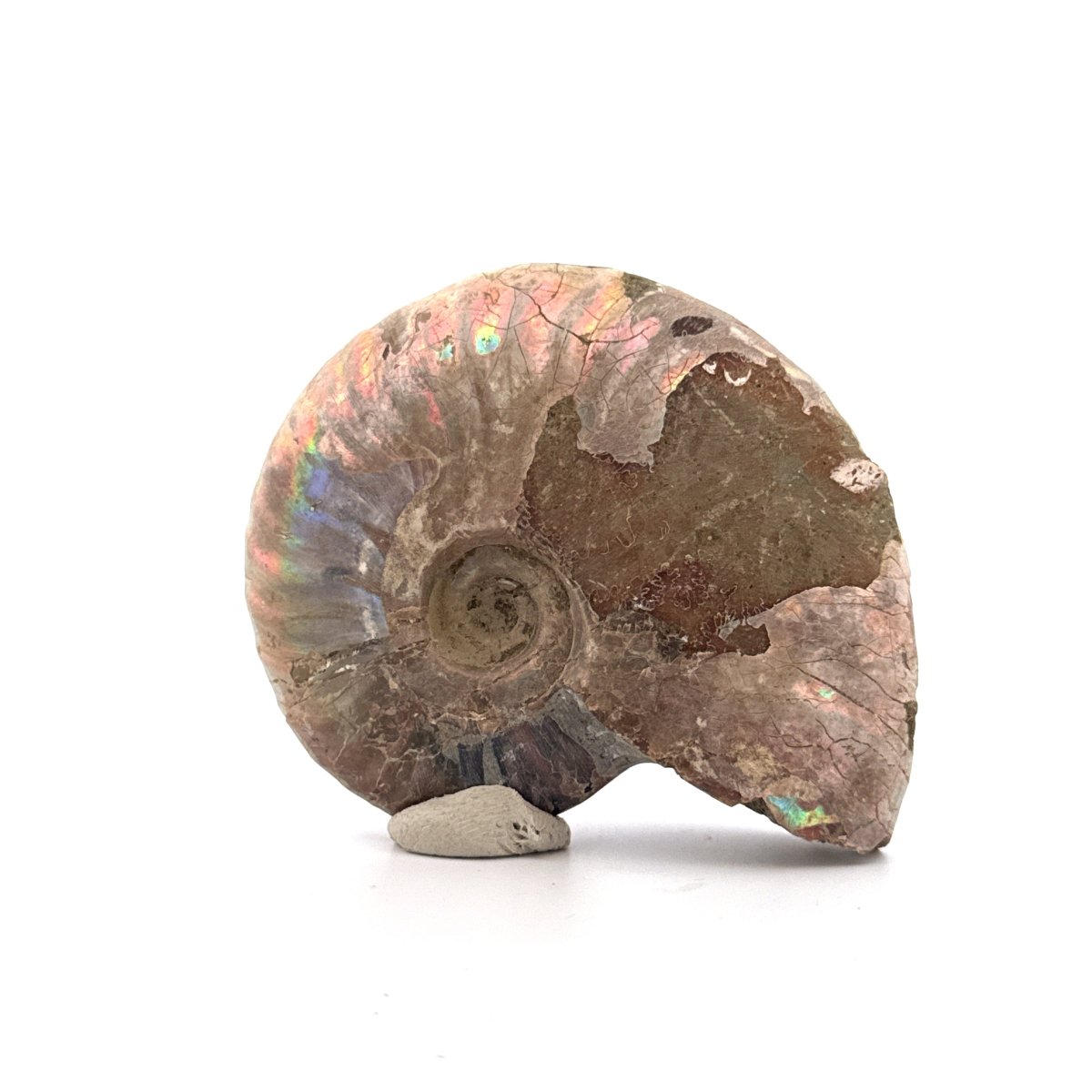 Iridescent Ammonite fossil from Cretaceous, Madagascar | 2.90" - FossilsAndMore
