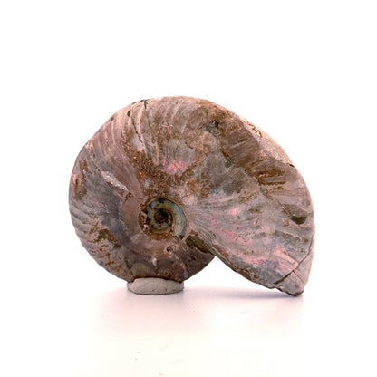 Iridescent Ammonite fossil from Cretaceous, Madagascar | 2.95" - FossilsAndMore