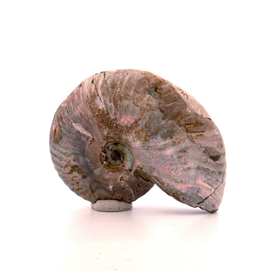 Iridescent Ammonite fossil from Cretaceous, Madagascar | 2.95" - FossilsAndMore