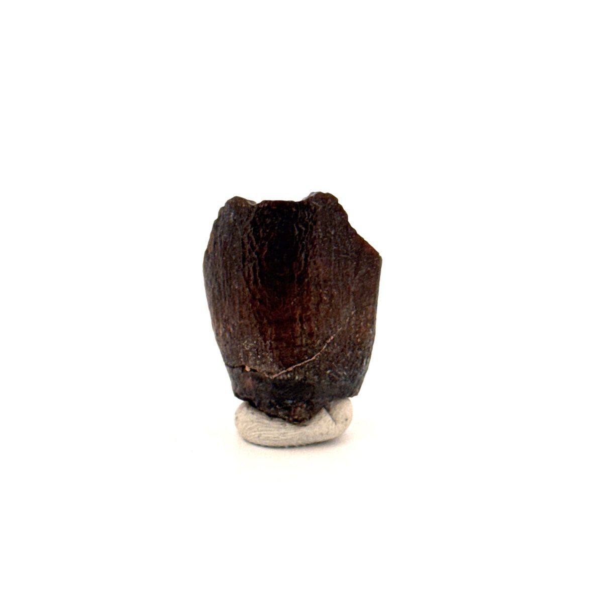 Jobaria Tiguidensis Fossil Tooth (0.79") – Sauropod Dinosaur, Jurassic, Niger - FossilsAndMore