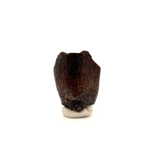 Jobaria Tiguidensis Fossil Tooth (0.79") – Sauropod Dinosaur, Jurassic, Niger - FossilsAndMore