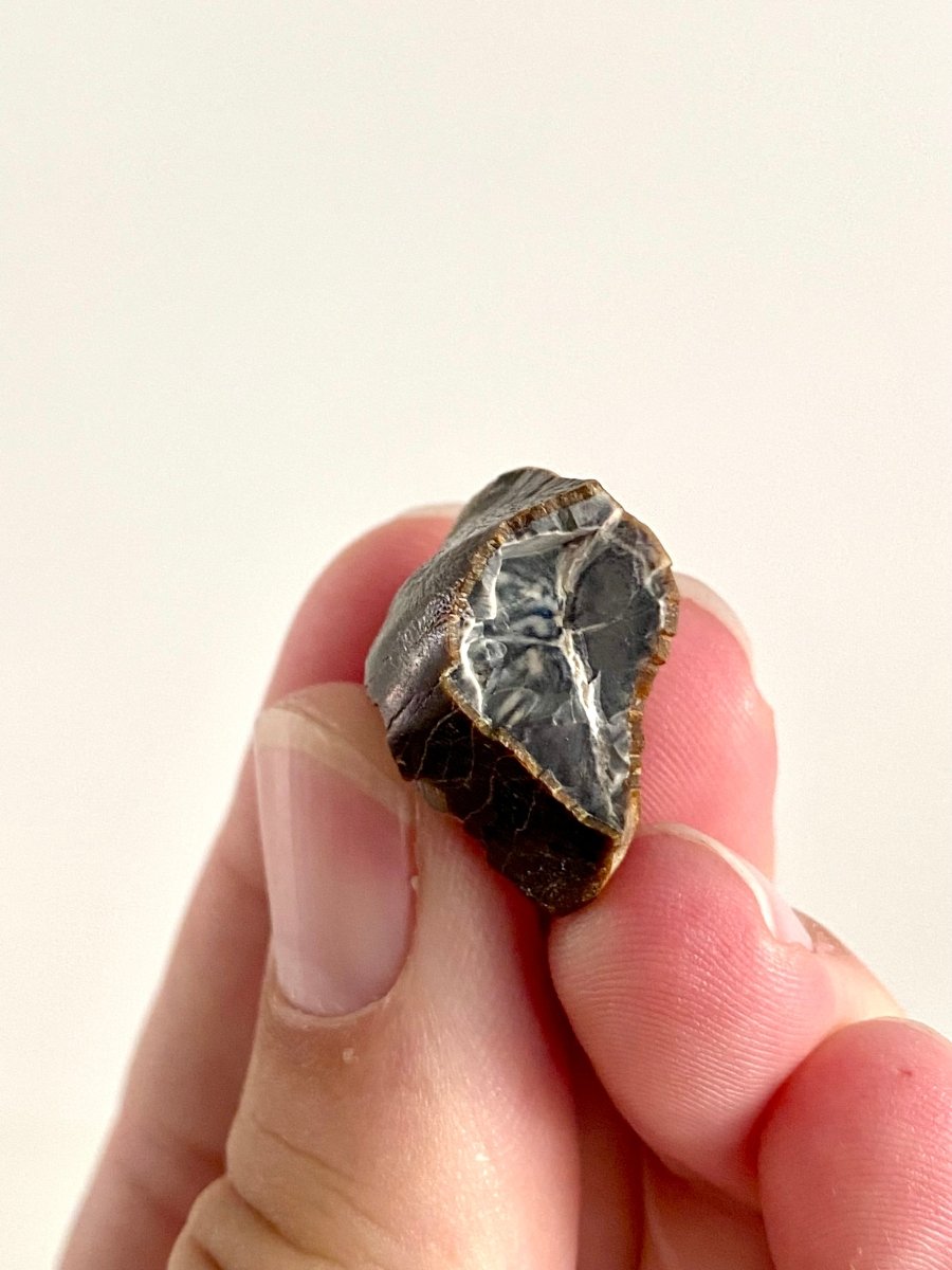 Jobaria Tiguidensis Fossil Tooth (0.99") – Sauropod Dinosaur, Jurassic, Niger - FossilsAndMore