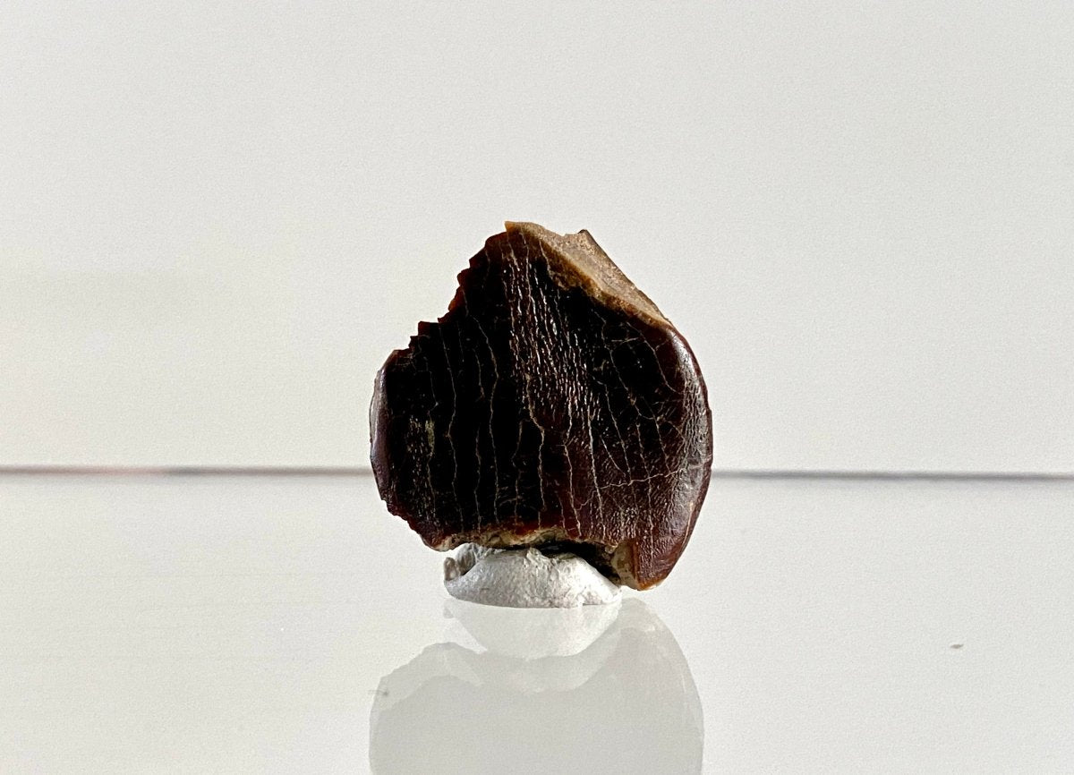 Jobaria Tiguidensis Fossil Tooth (0.99") – Sauropod Dinosaur, Jurassic, Niger - FossilsAndMore