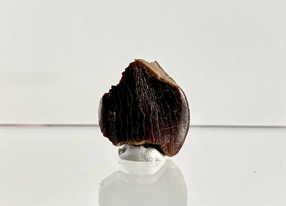 Jobaria Tiguidensis Fossil Tooth (0.99") – Sauropod Dinosaur, Jurassic, Niger - FossilsAndMore