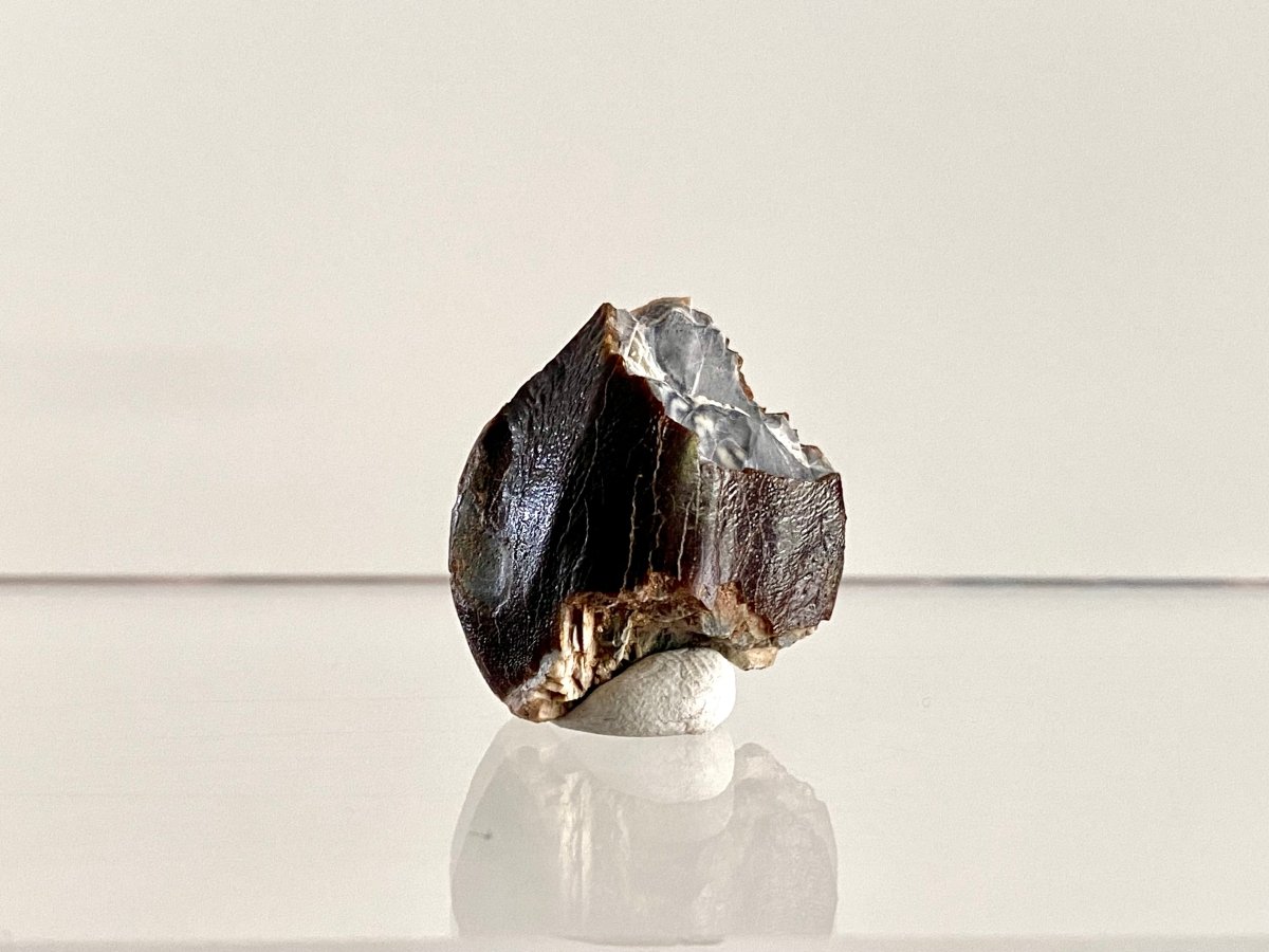 Jobaria Tiguidensis Fossil Tooth (0.99") – Sauropod Dinosaur, Jurassic, Niger - FossilsAndMore